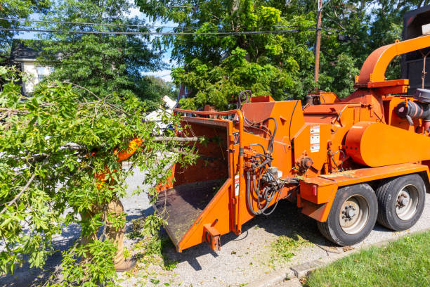 Best Arborist Services Near Me  in Middlesex, NC